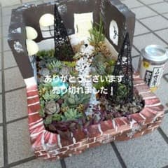 多肉植物　寄せ植え　そのまま飾れる　箱庭のサムネイル