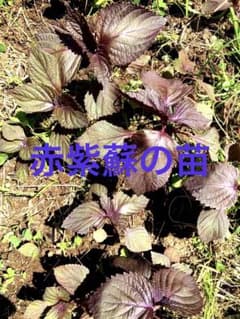 自然栽培　無農薬赤紫蘇10本のサムネイル