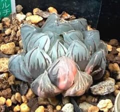 発根済‼️極上班‼️多肉植物 ハオルチア オブツーサ錦 水中月錦 抜き苗