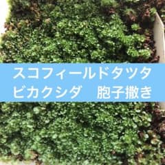 ビカクシダ　スコフィールドタツタ　胞子撒きのサムネイル