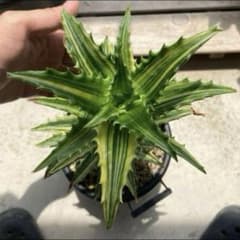 M's ＰLANTS様 リクエスト 2点 まとめ商品のサムネイル