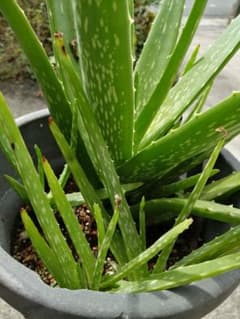 アロエベラ　多肉植物　無農薬　食用　観賞のサムネイル