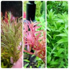 水草 水中葉 30本 - メルカリ