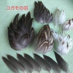 鳥の羽根 コガモ羽のセット 多様な色合いとサイズのサムネイル