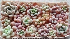 多肉植物　プクプクチビ苗寄せ植えセット⑥（カット苗）のサムネイル