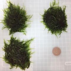 Lizzie様専用  ウィローモス 水草のサムネイル