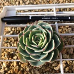 多肉植物 七福神のサムネイル