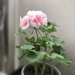 ゼラニウム 八重咲ピンク苗2株（花付き1、花無し1） - メルカリ