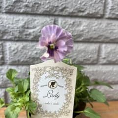 ビオラ♡パンジー - メルカリ