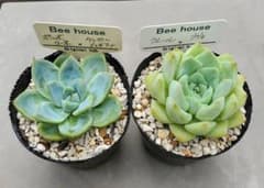 多肉植物　エケベリア　beehouse  ２個セット　札付きのサムネイル
