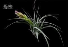 Tillandsia 'Houston' 採種種子 10粒のサムネイル