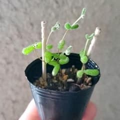 ドロサンテマム グレープ ポットごと 多肉植物　　14のサムネイル