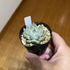 ホーリンゼ自家×ザラゴーサspノバ 多肉植物 - メルカリ