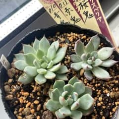 人気セット！ ミックスベリア 青鬼 赤鬼 桜鬼 抜き苗 第4種発送 - メルカリ
