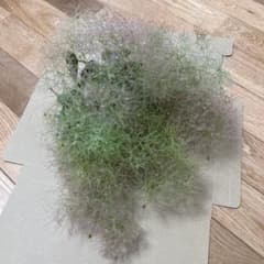 スモークツリー　グリーンのサムネイル
