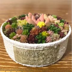 このまま発送 ホワイトリメ缶 多肉植物寄せ植えのサムネイル