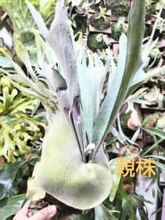 アッキー 子株① P. veitchii cv. Akki ビカクシダ - メルカリ