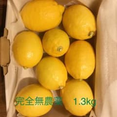 国産　レモン　大きめ1.3kg　完全無農薬　即発送可のサムネイル