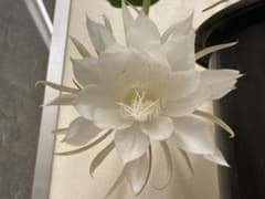 月下美人の根つき苗のサムネイル