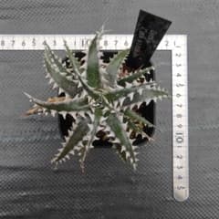 ディッキア Dyckia Z'gok x Little Wingのサムネイル