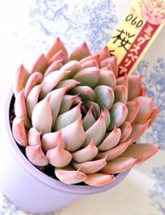 桜鬼 札付きポットごとメルカリ便おらいさん苗ミックスベリア - メルカリ