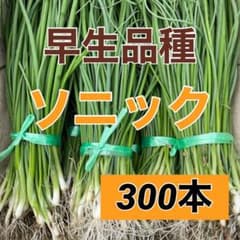 苗の専門店発送‼️早生玉ねぎ苗‼️ソニック300本‼️玉ねぎ苗‼️ - メルカリ