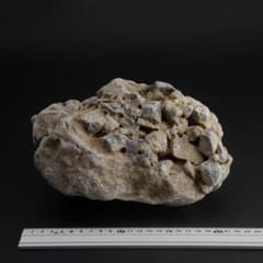 さざれ石（石灰質角礫岩 W23.2cm/D18.4cm/H12.6cm）073 - メルカリ