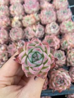 A0002 ピンククリスタル 20苗セット 多肉植物 カット苗 エケベリア