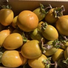 渋柿　干し柿用　露地栽培のサムネイル