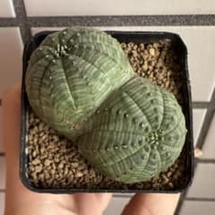 代*徳様 ユーフォルビア オベサ 2頭 ダブルヘッド 5.5cm鉢 カキコ 発根 ユーフォルビア オベサ 2頭 ダブルヘッド 5.5cm鉢 カキコ 発根