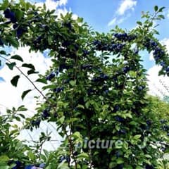 ★ プルーン ★ フレシュ ★ 夏の日差しを浴びて〜☆*:.。.のサムネイル