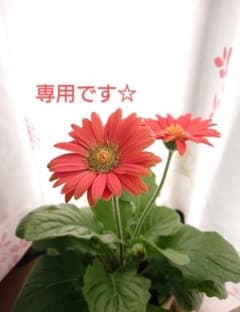 専用です。のサムネイル