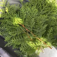 みかん箱3箱分パンパン詰めます　ヒバ　ヒノキ枝　30cm目安　コニファー みかん箱3箱分パンパン詰めます ヒバ ヒノキ枝 30cm目安 コニファー