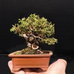 真柏 小品盆栽 ミニ盆栽 樹高10cm 根張り良 - メルカリ