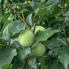 [本日限り]豊後梅1.2kg(山梨)＊無農薬＊手摘み♪のサムネイル