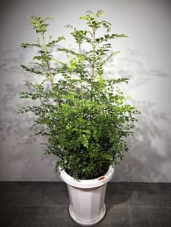 시마토네리코 토네리코 주식 다수 8호 그릇 접시 부착 높이 약 70cm 이상 (현물) 미품