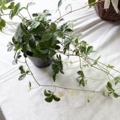 希少❤︎斑入りシュガーバイン❤︎カップつき❤︎垂れる観葉植物