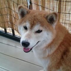 ドキンちゃん様のサムネイル