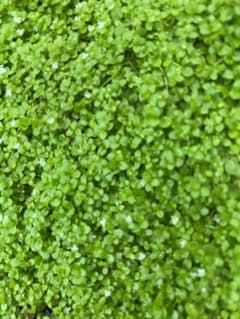 ニューラージパールグラス 3×3cm 水上葉 無農薬 水草 水槽の絨毯に