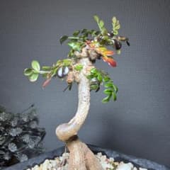 オペルクリカリアデカリー 国内実生4年 作り込み株 盆栽仕立て 芋