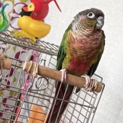 確認用　ワキコガネウロコさんです 確認用 ワキコガネウロコインコさんです - メルカリ
