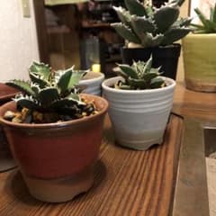 植木鉢 赤色と白色合計2つ￼のサムネイル