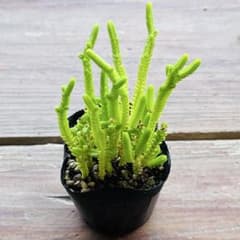 若緑 抜き苗 多肉植物のサムネイル