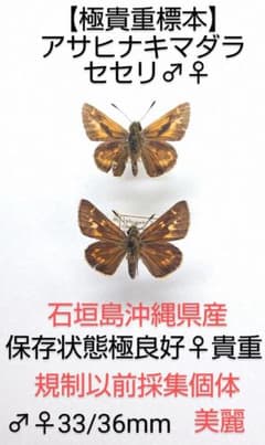 【貴重標本】アサヒナキマダラセセリ♂♀標本★石垣島沖縄県産★規制以前採集♀貴重 貴重標本】アサヒナキマダラセセリ♂♀標本☆石垣島沖縄県産☆規制以前