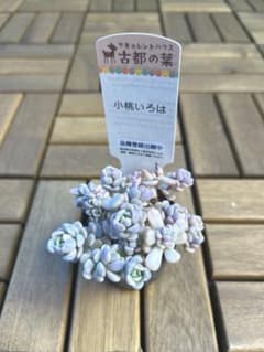 ⭐︎古都の葉さん苗 小桃いろは 札付き⭐︎ - メルカリ