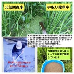 他の米は浸透移行性農薬を使う！ 7年産コシヒカリ 玄米10㎏ 特別栽培