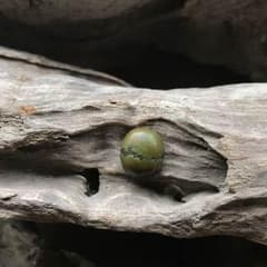 チベタンターコイズ ビーズ♪のサムネイル