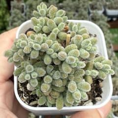 多肉植物　ドロサンテマム 氷晶（5cmポット・根付き苗）のサムネイル