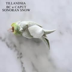 Tillandsia BC x caput SonoranSnow YCB子株 - メルカリ