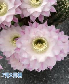 多肉植物 花サボテン 実生苗のカキコ - メルカリ